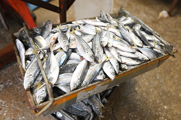 使用している新鮮な鰺