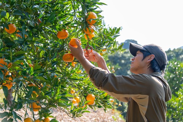 季節限定でみかん狩りも体験できます。