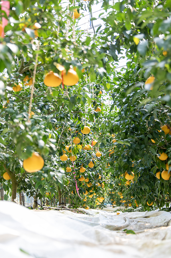 ハウス栽培されている高級フルーツ　デコポン