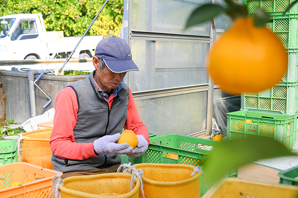デコポンの選別作業