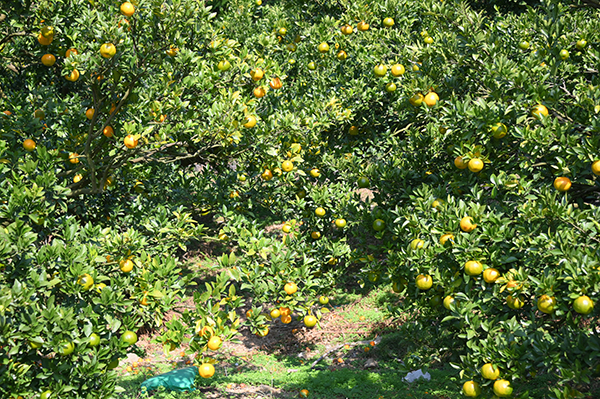 山一帯に広がるみかんの木