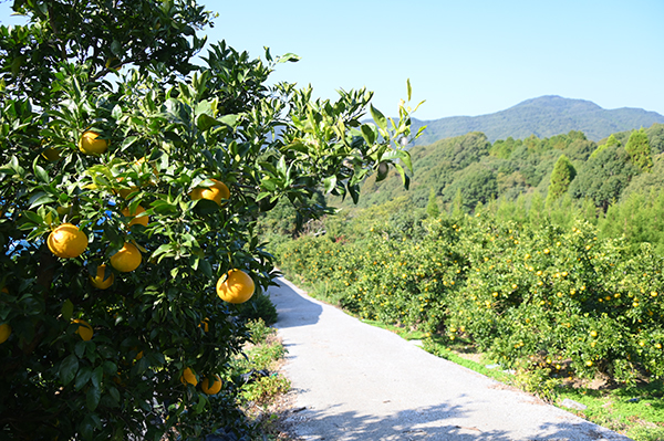 みかん畑からの風景