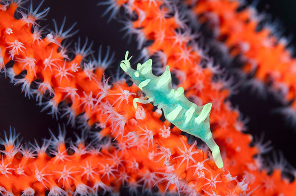 水中写真フォト