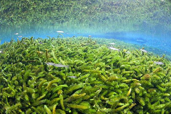 水中写真フォト