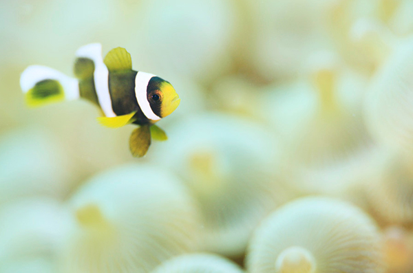 水中写真フォト